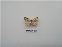 藏品(尺蛾216)的圖片